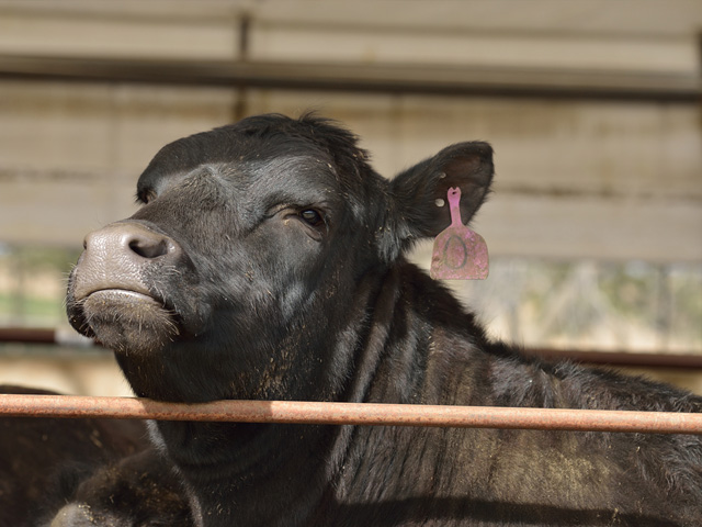Distillers grains may affect bull fertility, but in research the problem disappeared after 70 days on a common, low-energy diet. (Progressive Farmer photo by Jim Patrico)